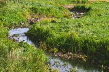 Water plants, swamps, ponds and rivers