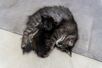 photo of a cat with a kitten of a beautiful gray variegated color