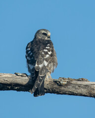 Juvenile Mississippi Kite