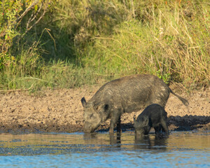 Feral Pigs in Southwest Oklahoma in a pond