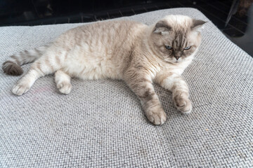 Photo Scottish cat, scottish-fold, white with blue eyes