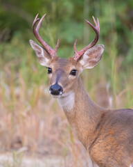 Young Buck with bloody antlers