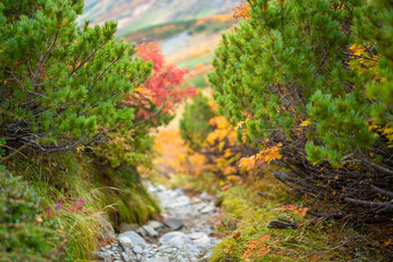 富山県立山町の立山の秋の紅葉の季節に登山している風景 Scenery of climbing Tateyama Mountain in Tateyama Town, Toyama Prefecture, Japan during the season of autumn leaves. 