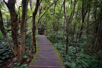 a wonderful boardwalk in the summer forest