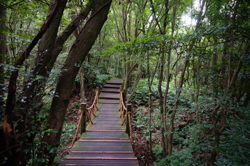a wonderful boardwalk in the summer forest