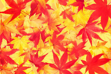 Fototapeta na wymiar モミジ 紅葉したカエデの葉 秋のイメージ