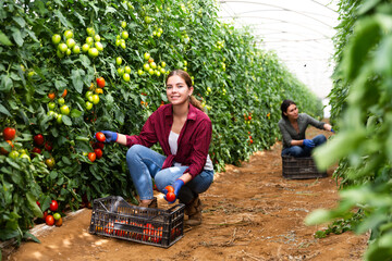 Team of young people works on a tomatoe plantation