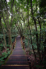 Fototapeta na wymiar a wonderful boardwalk in the summer forest