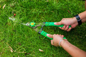 Hands holding the gardening scissors on green grass. background working in the garden with plants.