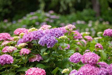 アジサイ　紫陽花　あじさい　hydrangea