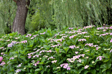 アジサイ　紫陽花　あじさい　hydrangea
