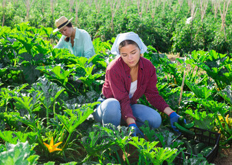 Two hardworking women farmers working on the plantation, collect the harvest of ripe zucchini, putting them in crates