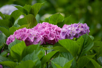 アジサイ　紫陽花　あじさい　hydrangea