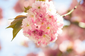 Japanese Flowering Cherry in Warm Morning Sun