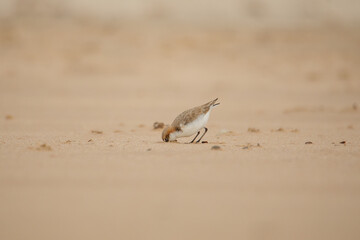 Red-capped plover on the foreshore