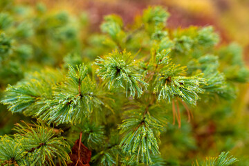 富山県立山町の立山の秋の紅葉の季節に登山している風景 Scenery of climbing Tateyama Mountain in Tateyama Town, Toyama Prefecture, Japan during the season of autumn leaves. 