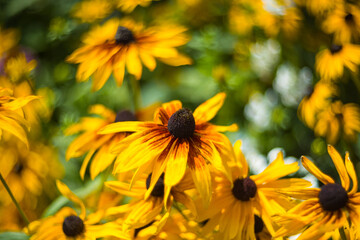Rudbeckia Hirta Black Eyed Susans