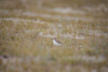 Red-capped plover on the foreshore