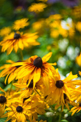 Rudbeckia Hirta Black Eyed Susans Sumer Bloom