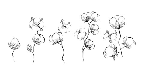 Monochrome natural set of sketches of cotton plant and stems with foliage on white background. Vector outline herbal image with stems with fluffy balls isolated from background.