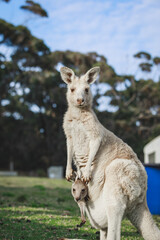 White kangaroo grazing with her joey. © Brayden