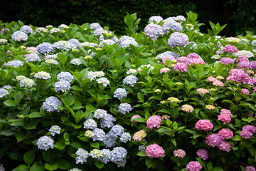 アジサイ　紫陽花　あじさい　hydrangea