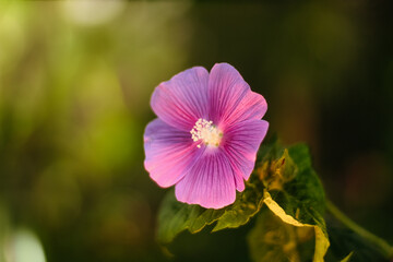 pink flower in the garden