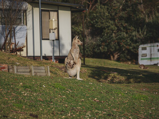 White kangaroo grazing with her joey. © Brayden