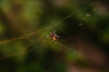 spider on web