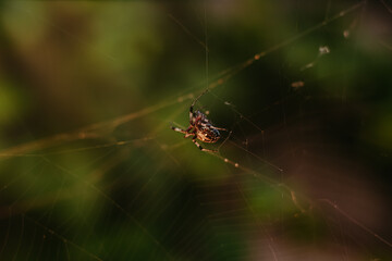 spider on web