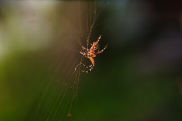 spider on the web