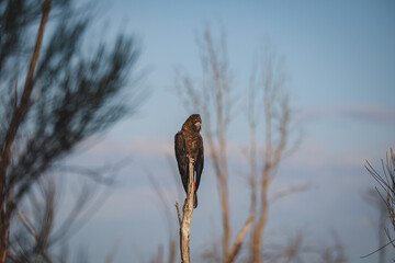 Glossy Black Cockatoo, Ulladulla, NSW, Australia.