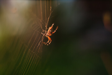 spider on the web