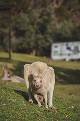 White kangaroo grazing with her joey.
