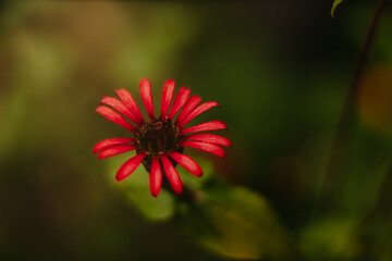 red and yellow flower