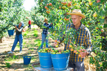 Three workers picking green and pink pears in garden © JackF