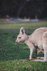 Obraz na płótnie Canvas White kangaroo grazing with her joey.