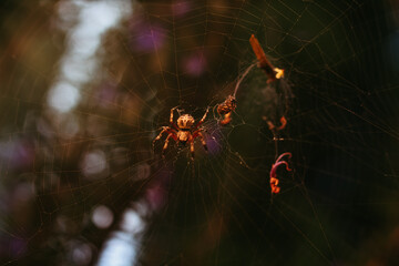 spider on a web