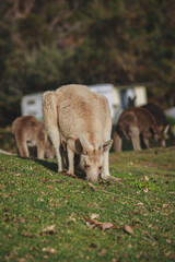 White kangaroo grazing with her joey. © Brayden
