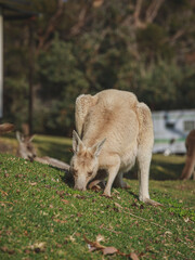 White kangaroo grazing with her joey.