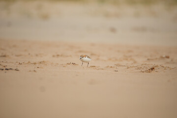 Red-capped plover on the foreshore