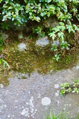 岩壁の草と苔　壁の背景