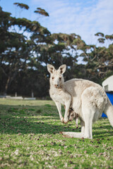 White kangaroo grazing with her joey.