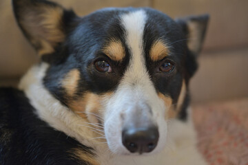 幸せが口元からこぼれ落ちている黒いコーギー犬の顔のアップ