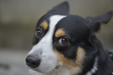 麻呂眉が凛々しい黒いコーギー犬の顔のアップ