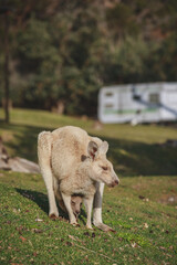 White kangaroo grazing with her joey. © Brayden