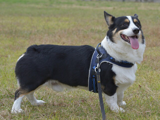 草の上で舌を出して遠くを見つめる黒いコーギー犬