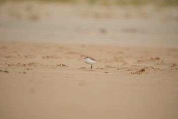 Red-capped plover on the foreshore