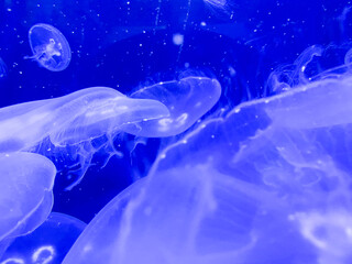 jellyfish swim in blue water