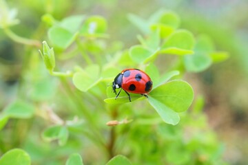 Fototapeta premium 小雨の日のナナホシテンソウ